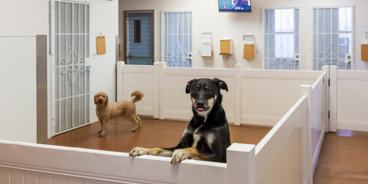 Pet Clinic Billings MT_03